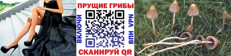 Галлюциногенные грибы GOLDEN TEACHER  Шумерля 